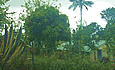 Agapanthes Locations Saisonnières La Réunion - 97416 Saint-Leu - La Réunion 